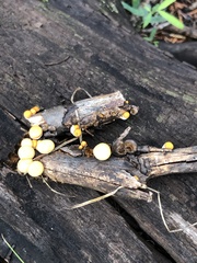 Crucibulum cyathiforme