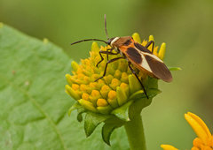 Craspeduchus variegatus