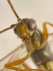 Tryphoninae