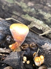 Crucibulum cyathiforme