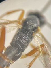 Tryphoninae