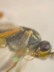 Tryphoninae