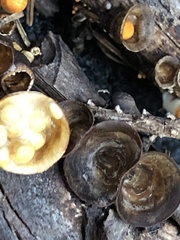 Crucibulum cyathiforme