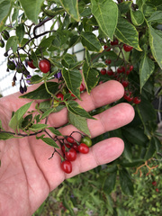 Solanum dulcamara