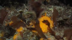 Doriopsilla carneola