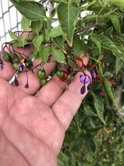 Solanum dulcamara