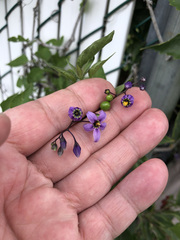 Solanum dulcamara