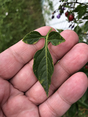 Solanum dulcamara
