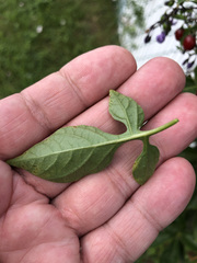 Solanum dulcamara