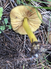 Pluteus fulvibadius