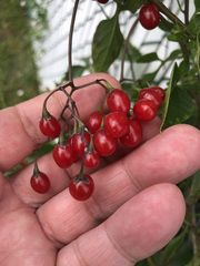 Solanum dulcamara