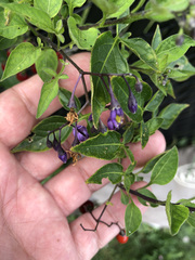 Solanum dulcamara