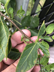 Solanum dulcamara
