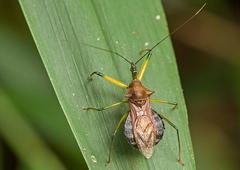 Ploeogaster