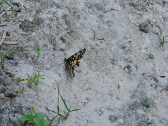 Chlosyne melitaeoides