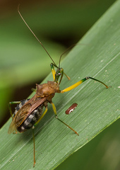 Ploeogaster