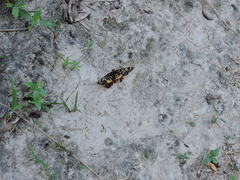 Chlosyne melitaeoides