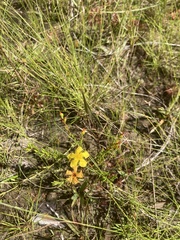 Hypericum tenuifolium