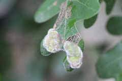 Aceria trichophila
