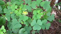 Oxalis grandis