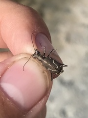 Cicindela tenuisignata