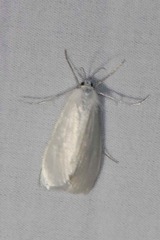 Rupela tinctella
