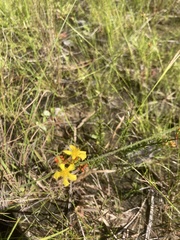 Hypericum tenuifolium