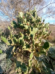 Opuntia rioplatense