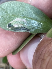 Schizocerella pilicornis
