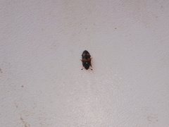 Glischrochilus grandis