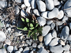 Agave victoriae-reginae victoriae-reginae