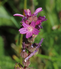 Sidalcea pedata