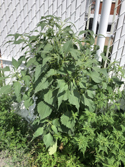 Cyclachaena xanthiifolia