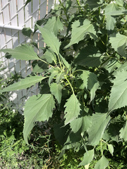 Cyclachaena xanthiifolia