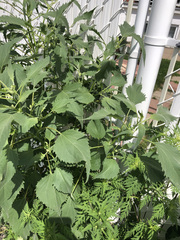 Cyclachaena xanthiifolia