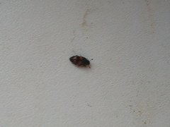 Glischrochilus grandis