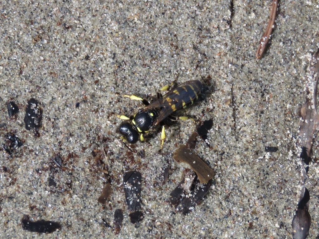 Shield-handed Wasps from McNabs and Lawlor Islands Provincial Park ...