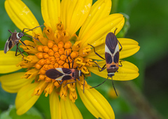 Craspeduchus variegatus