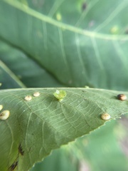 Caryomyia flaticrustum