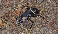 Carabus graecus