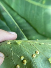 Caryomyia flaticrustum