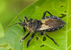 Apiomerus lanipes