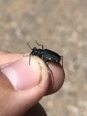 Cicindela nigrocoerulea