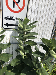 Asclepias syriaca