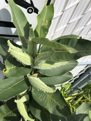Asclepias syriaca