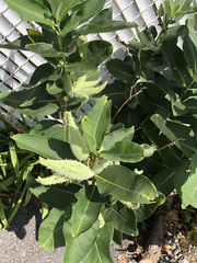 Asclepias syriaca