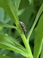 Astyleiopus variegatus