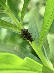 Astyleiopus variegatus