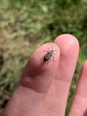 Astyleiopus variegatus