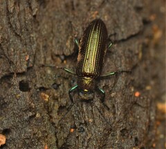 Strongylium crenatum